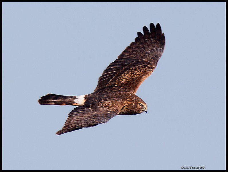_5SB8233 northern harrier female.jpg